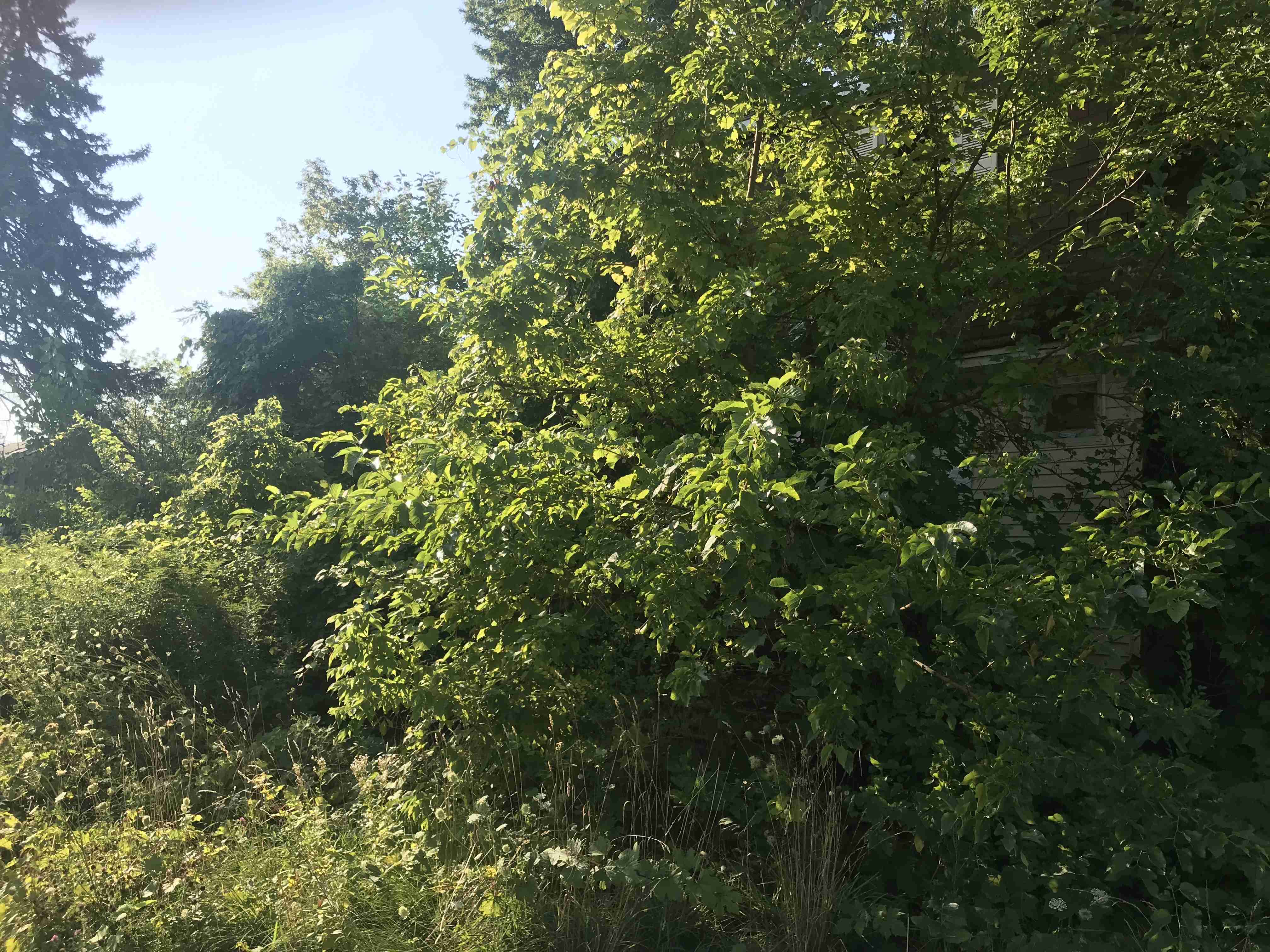 Photo Aug 24, 9 14 18 AM (1).jpg